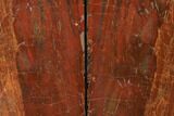 Tall, Arizona Petrified Wood Bookends - Red & Orange #166081-1